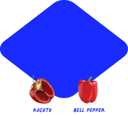 Rocoto and Bell Peppers